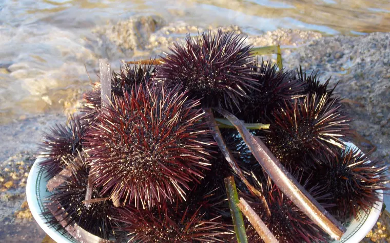 A bowl of sea urchins