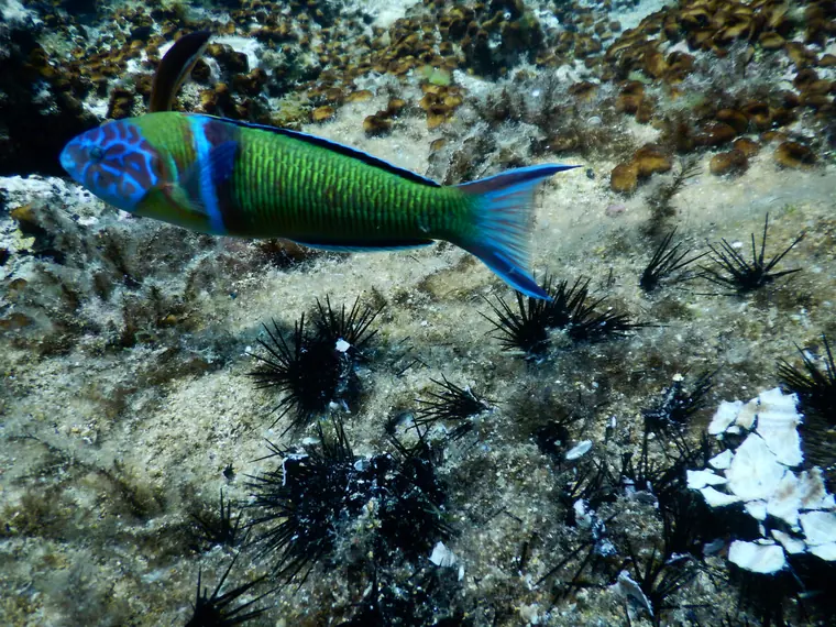 A colourful fish among sea urchins