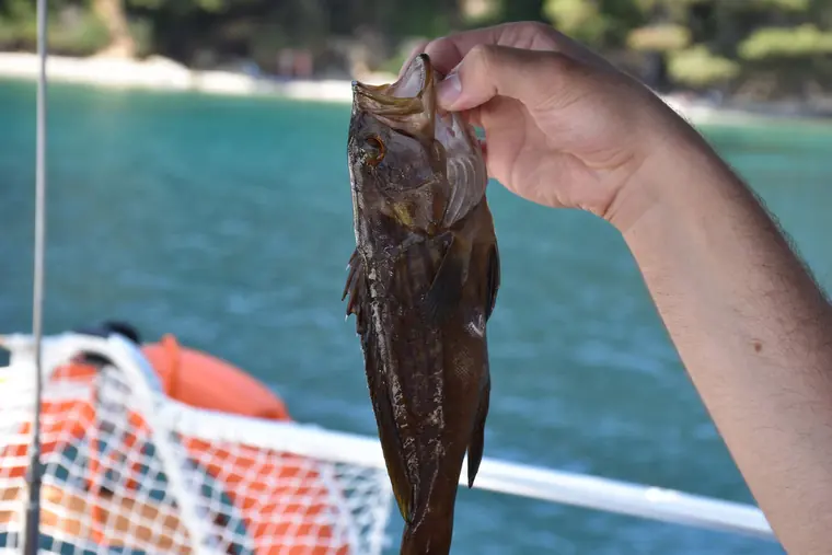 A fish caught on board