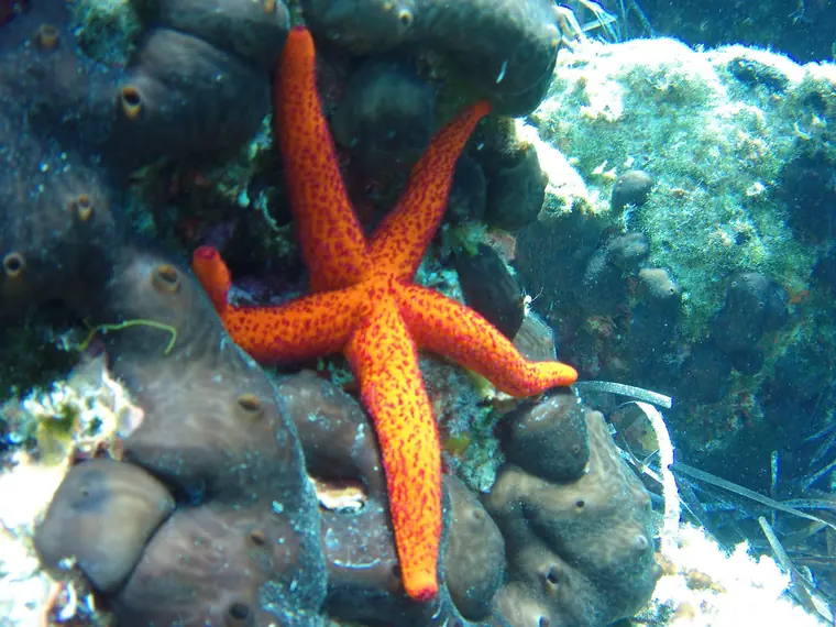 A red starfish on the seabed