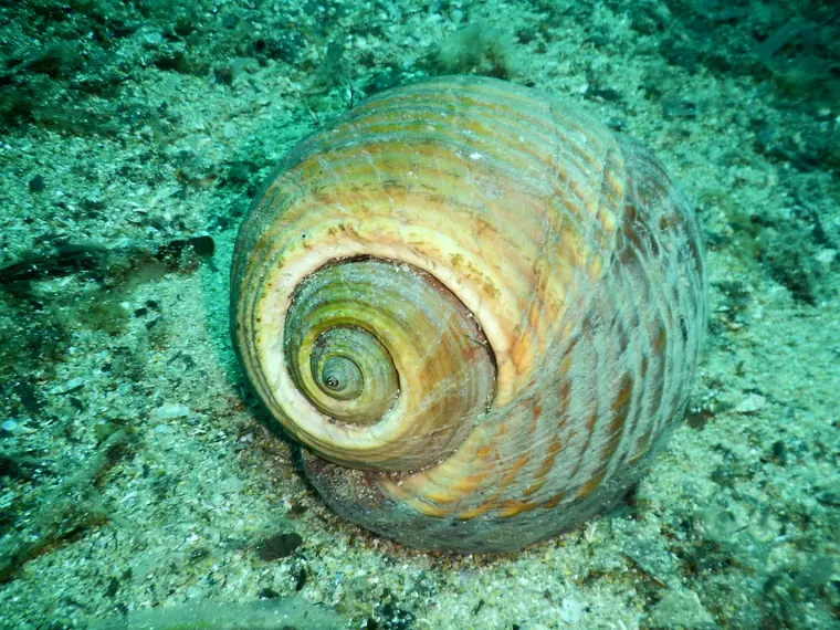 A sea shell on the sandy seabed