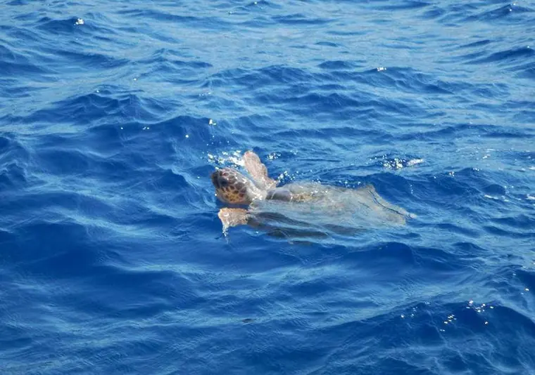 A sea turtle at the surface