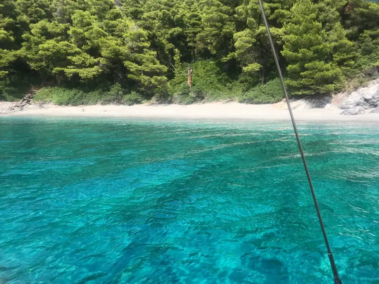 A white-sand beach below the pines