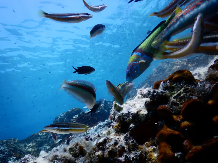 Fish over an underwater reef