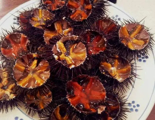Fresh sea urchins
