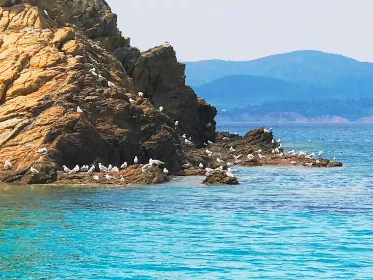 Seabirds on the rocky coast
