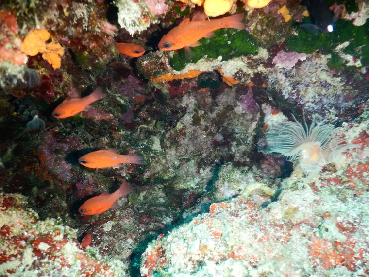 Small red fish on the reef