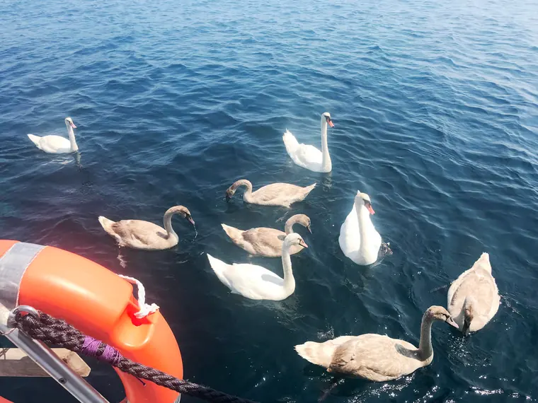 Swans beside the hull