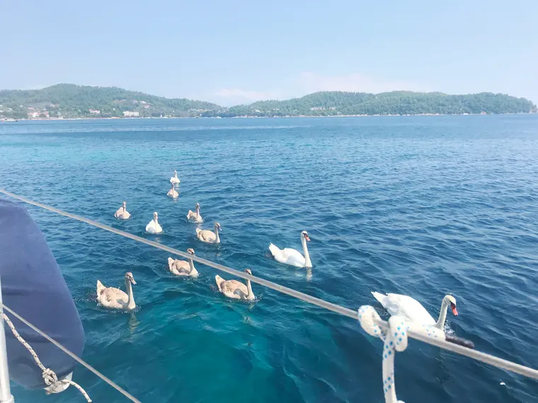 Swans swimming beside the boat